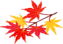 Immagine di foglie di acero autunno