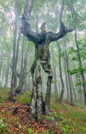 pianta che somiglia a una figura umana, nell'on zon su i piedi per l'uomo sono importanti come le radici sono importanti per la pianta. 