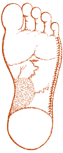 mappa-plantare-riflessologia-piede sinistro