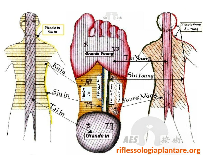 Mappa operativa funzionale delle emozioni On Zon Su® dei 6 Yin e 6 Yang, usata nel trattamento di riflessologia plantare.